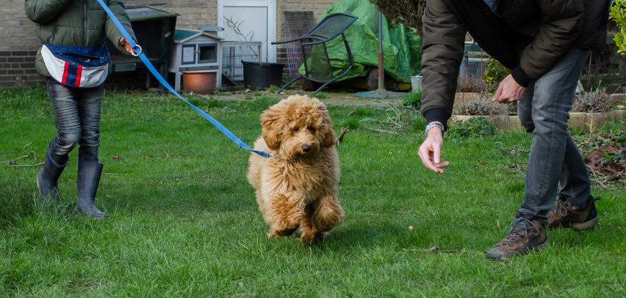 Labradoodle in actie samen met baasjes. De spellen van Doggy Duo Fun zijn voor het hele gezin.