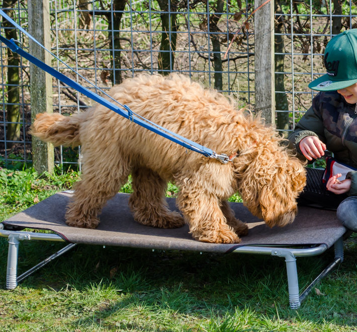 Labradoodle oefent samen met een kindje de boundary game.