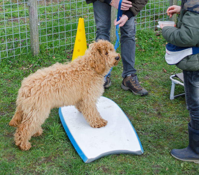 Labradoodle die twee pootjes op oefent. Twee pootjes op is een spel wat door alle honden gespeeld kan worden, jong, oud, groot, klein.