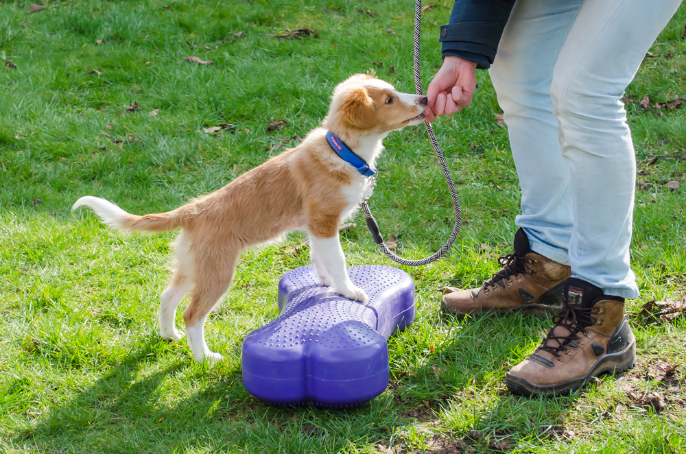 Train de hond die je voor je hebt, iedere hond is uniek. Deze pup(Sheltie x Duck Tolling) doet twee pootjes op.