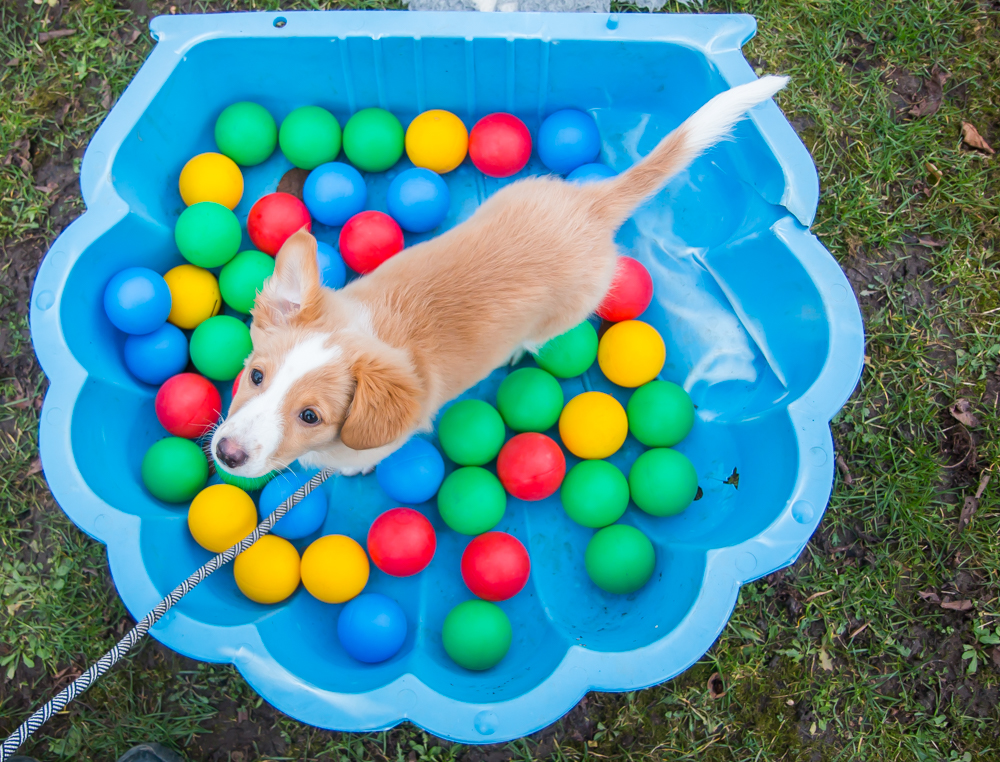 Deze pup, Sheltie(Shetland sheepdog) kruising Duck Tolling (Nova Scotia Duck Tolling Retriever), oefent in de herriedoos.