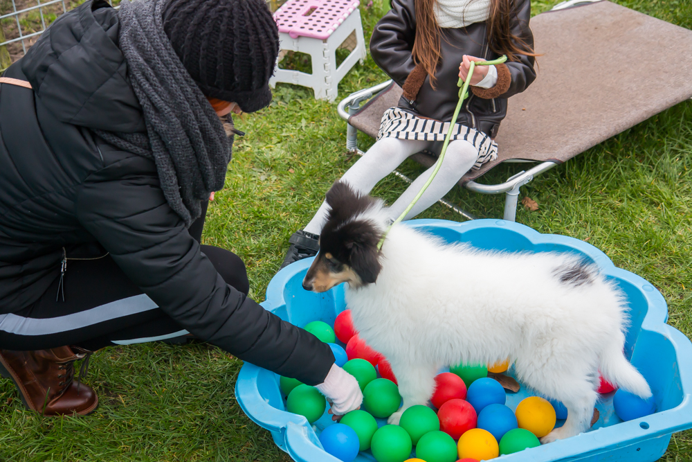 Amerikaanse Collie pup oefent in de herriedoos.