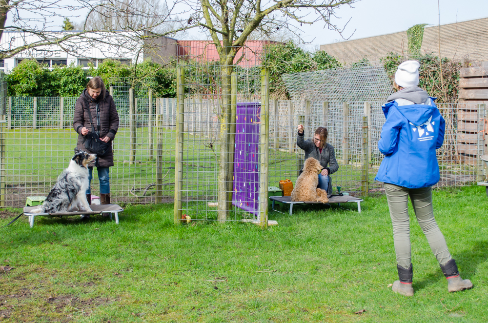 Renate Bartels geeft les aan twee honden uit Level 2. Dit zijn honden die de basis van concept training al hebben gehad.