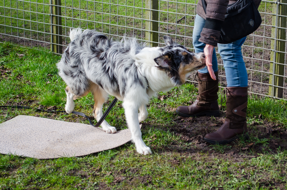 Australian Shepherd doet nose touch. Deze hond kon dit heel snel, dan kunnen wij de oefening moeilijker maken, zodat iedere hond uitdaging heeft op zijn eigen niveau.