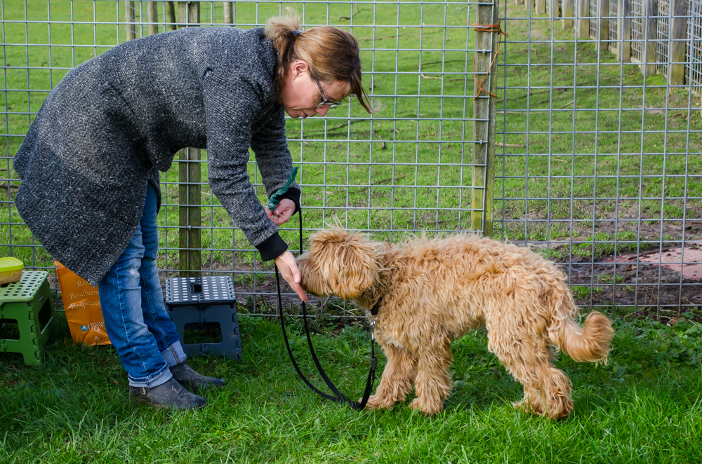 Labradoodle doet nose touch.